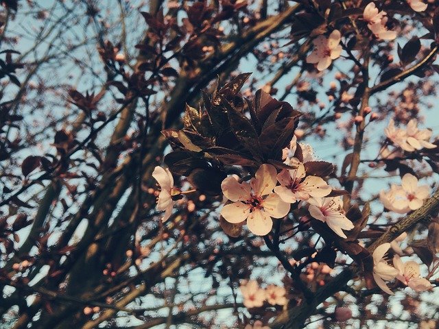 Téléchargement gratuit Blossom Spring Flowers - photo ou image gratuite à modifier avec l'éditeur d'images en ligne GIMP