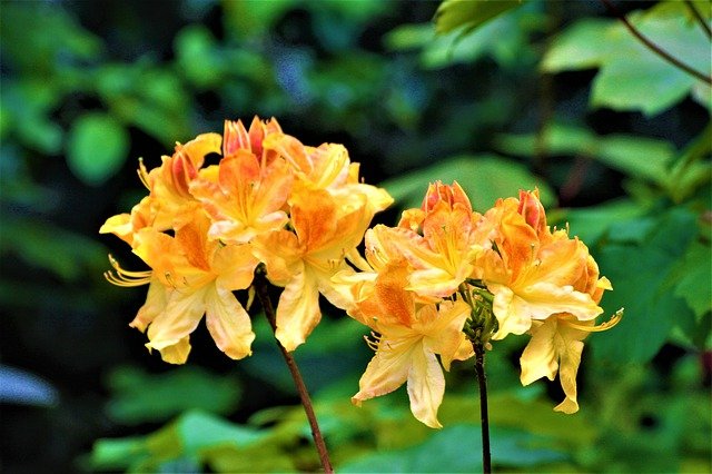 Kostenloser Download Blüten Sommerspaziergang im Park hh kostenloses Bild, das mit dem kostenlosen Online-Bildeditor GIMP bearbeitet werden kann