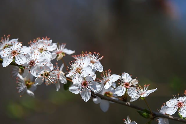Free download blossoms tree blossoms white nature free picture to be edited with GIMP free online image editor