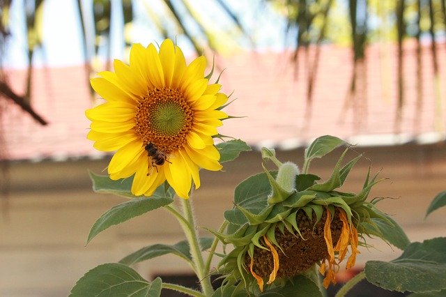 Muat turun percuma Blossom Sunflower Wasp - foto atau gambar percuma untuk diedit dengan editor imej dalam talian GIMP