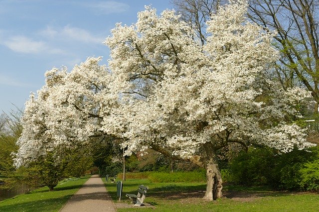 Descărcare gratuită Blossom Tree Spring - fotografie sau imagini gratuite pentru a fi editate cu editorul de imagini online GIMP