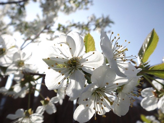 הורדה חינם Blossom Tree White Cherry - תמונה או תמונה בחינם לעריכה עם עורך התמונות המקוון GIMP