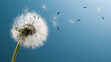 Free download blown_dandelion-1920x1080 free photo or picture to be edited with GIMP online image editor