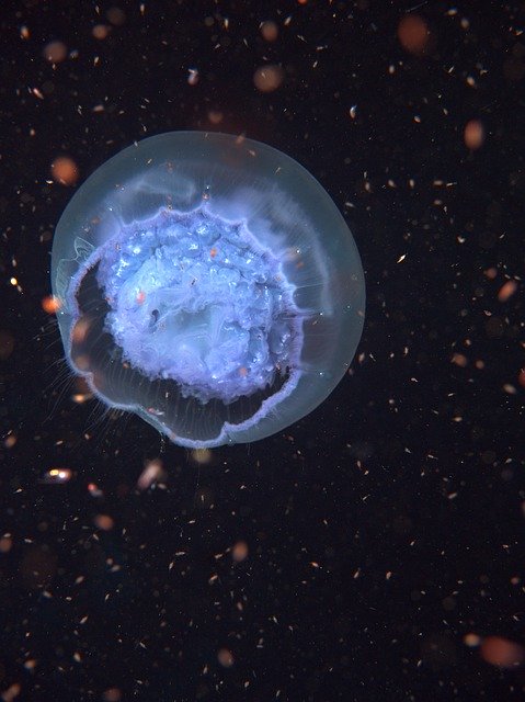 Blub Jelly-Fish Medusa 무료 다운로드 - 무료 사진 또는 김프 온라인 이미지 편집기로 편집할 수 있는 사진