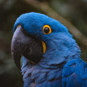 Blue and Yellow Eyed Parrot  screen for extension Chrome web store in OffiDocs Chromium