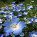 Blue baby flower wallpaper  screen for extension Chrome web store in OffiDocs Chromium