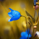 Blue bell flower  screen for extension Chrome web store in OffiDocs Chromium
