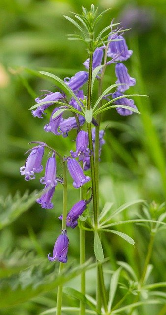 Kostenloser Download Bluebell Flower Woods - kostenloses Foto oder Bild zur Bearbeitung mit GIMP Online-Bildbearbeitung