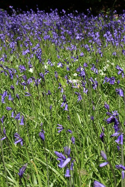 免费下载 Bluebells Field Meadow - 可使用 GIMP 在线图像编辑器编辑的免费照片或图片