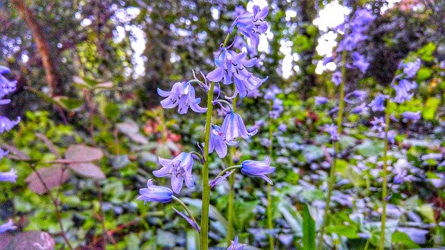 Download gratuito Bluebells Flowers Southampton: foto o immagine gratuita da modificare con l'editor di immagini online GIMP