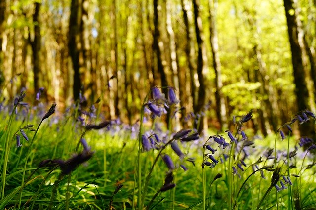 Téléchargement gratuit de Bluebells Landscape Spring - photo ou image gratuite à éditer avec l'éditeur d'images en ligne GIMP