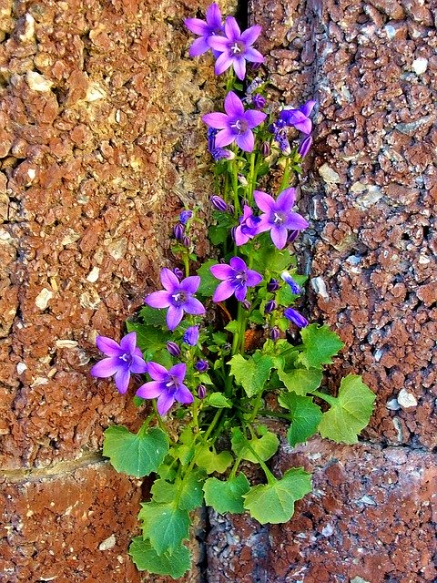 Bezpłatne pobieranie Bluebells Purple Wall - bezpłatne zdjęcie lub obraz do edycji za pomocą internetowego edytora obrazów GIMP