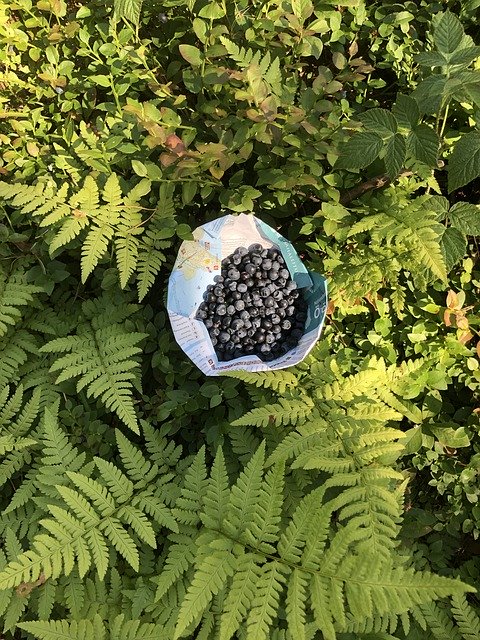 বিনামূল্যে ডাউনলোড করুন Blueberries Furn - বিনামূল্যে বিনামূল্যে ছবি বা ছবি GIMP অনলাইন ইমেজ এডিটর দিয়ে সম্পাদনা করা হবে