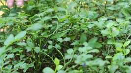 Free download Blueberries Harvest -  free video to be edited with OpenShot online video editor