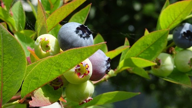 Descarga gratuita Blueberries Summer Fruit - foto o imagen gratuita para editar con el editor de imágenes en línea GIMP