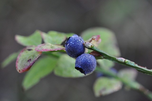 Free download Blueberry Blue Berries -  free photo or picture to be edited with GIMP online image editor
