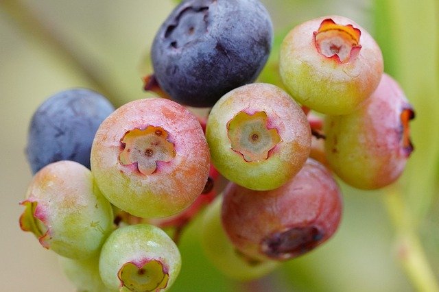 Muat turun percuma Blueberry Flower Bee - foto atau gambar percuma untuk diedit dengan editor imej dalam talian GIMP