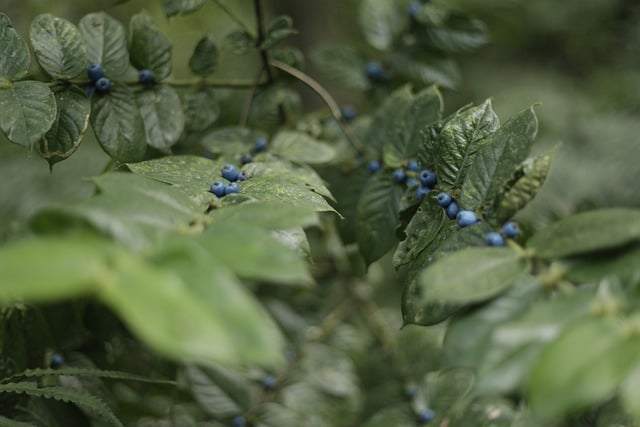 Free download blueberry flower plant shrub free picture to be edited with GIMP free online image editor