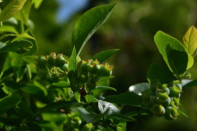 বিনামূল্যে ডাউনলোড করুন Blueberry Fruits Twig - বিনামূল্যে ছবি বা ছবি GIMP অনলাইন ইমেজ এডিটর দিয়ে সম্পাদনা করা হবে