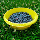 Blueberry pot  screen for extension Chrome web store in OffiDocs Chromium