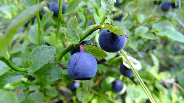 Free download Blueberry Proper Nutrition Summer -  free photo or picture to be edited with GIMP online image editor