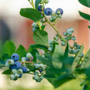 Blueberry tree with lots of fruit  screen for extension Chrome web store in OffiDocs Chromium