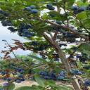 blueberry wallpaper  screen for extension Chrome web store in OffiDocs Chromium