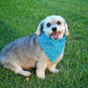 Blue bib dog  screen for extension Chrome web store in OffiDocs Chromium