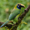 Blue bird and big beak  screen for extension Chrome web store in OffiDocs Chromium