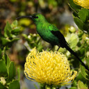 Blue bird and yellow chrysanthemum  screen for extension Chrome web store in OffiDocs Chromium