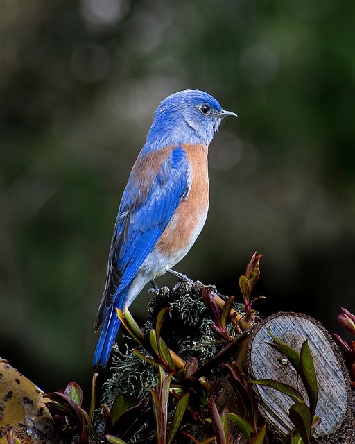 Free download bluebird bird animal avian perched free picture to be edited with GIMP free online image editor