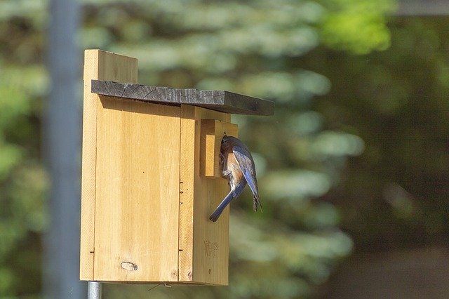 Bezpłatne pobieranie Bluebird Birdhouse Perch - bezpłatne zdjęcie lub obraz do edycji za pomocą internetowego edytora obrazów GIMP