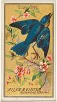 Free download Blue Bird, from the Birds of America series (N4) for Allen & Ginter Cigarettes Brands free photo or picture to be edited with GIMP online image editor