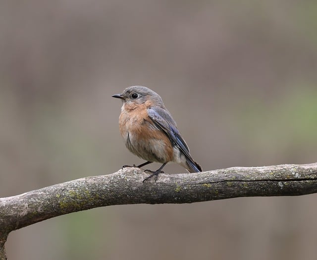 Free download blue bird nature bird wildlife free picture to be edited with GIMP free online image editor