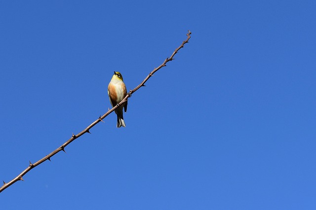 Free download blue bird waxeye nz sky branch free picture to be edited with GIMP free online image editor