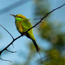 Blue bird with banana hat  screen for extension Chrome web store in OffiDocs Chromium