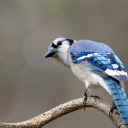 Blue Bird with Black Beak  screen for extension Chrome web store in OffiDocs Chromium