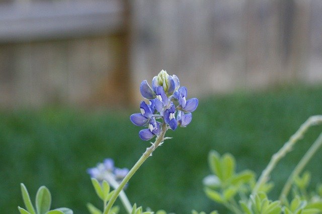 Free download Bluebonnet Blooming Bluebonnets -  free photo or picture to be edited with GIMP online image editor