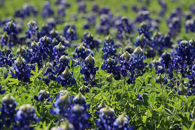 Бесплатно загрузите голубые чепчики, растение, полевой цветок, бесплатную картинку для редактирования в GIMP, бесплатный онлайн-редактор изображений