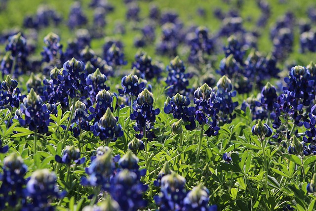 Free download bluebonnets plant wildflower free picture to be edited with GIMP free online image editor