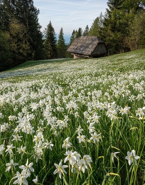 ດາວ​ໂຫຼດ​ຟຣີ Blue Bright Daffodils - ຮູບ​ພາບ​ຟຣີ​ຫຼື​ຮູບ​ພາບ​ທີ່​ຈະ​ໄດ້​ຮັບ​ການ​ແກ້​ໄຂ​ກັບ GIMP ອອນ​ໄລ​ນ​໌​ບັນ​ນາ​ທິ​ການ​ຮູບ​ພາບ​