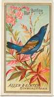 Free download Blue Bunting, from the Birds of America series (N4) for Allen & Ginter Cigarettes Brands free photo or picture to be edited with GIMP online image editor