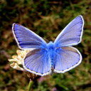 Blue Butterfly on Branch Theme  screen for extension Chrome web store in OffiDocs Chromium