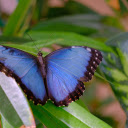 Blue Butterfly with Black Border  screen for extension Chrome web store in OffiDocs Chromium