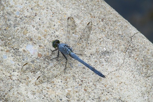 Free download Blue Dragonfly Insect -  free photo or picture to be edited with GIMP online image editor