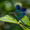 Blue dragonfly wallpaper  screen for extension Chrome web store in OffiDocs Chromium
