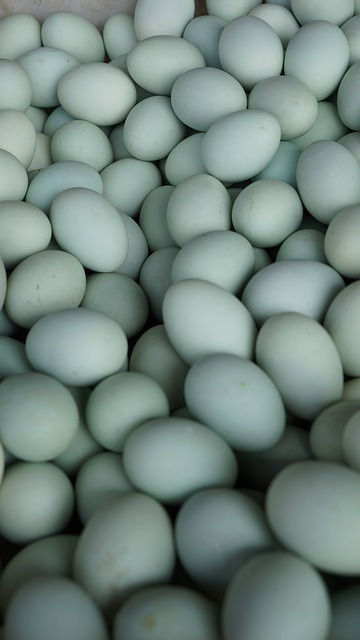 Free download blue eggs eggs produce chicken eggs free picture to be edited with GIMP free online image editor