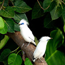 blue eyed birds  screen for extension Chrome web store in OffiDocs Chromium