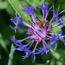 Blue Flower and Bee  screen for extension Chrome web store in OffiDocs Chromium