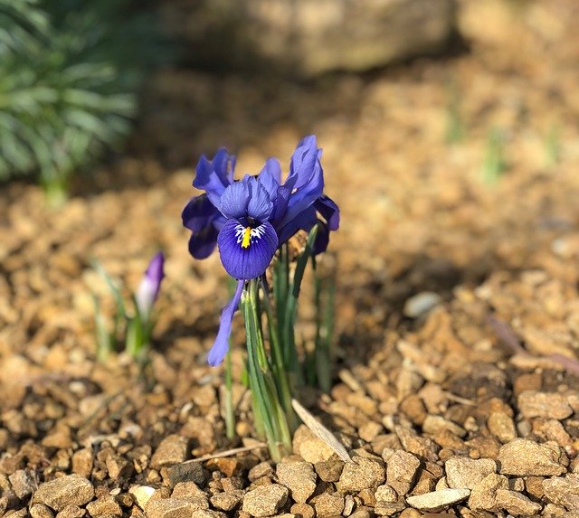 免费下载 Blue Flower Bloom - 使用 GIMP 在线图像编辑器编辑的免费照片或图片